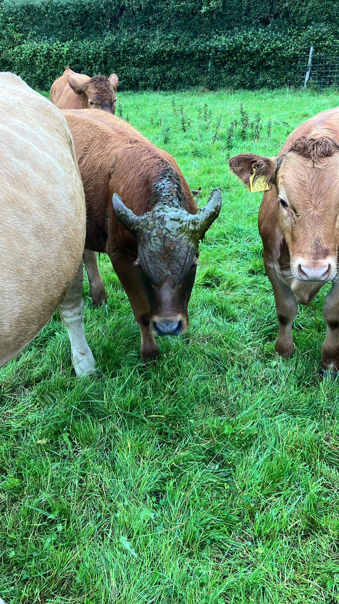 Jonathan Bowman tweet media