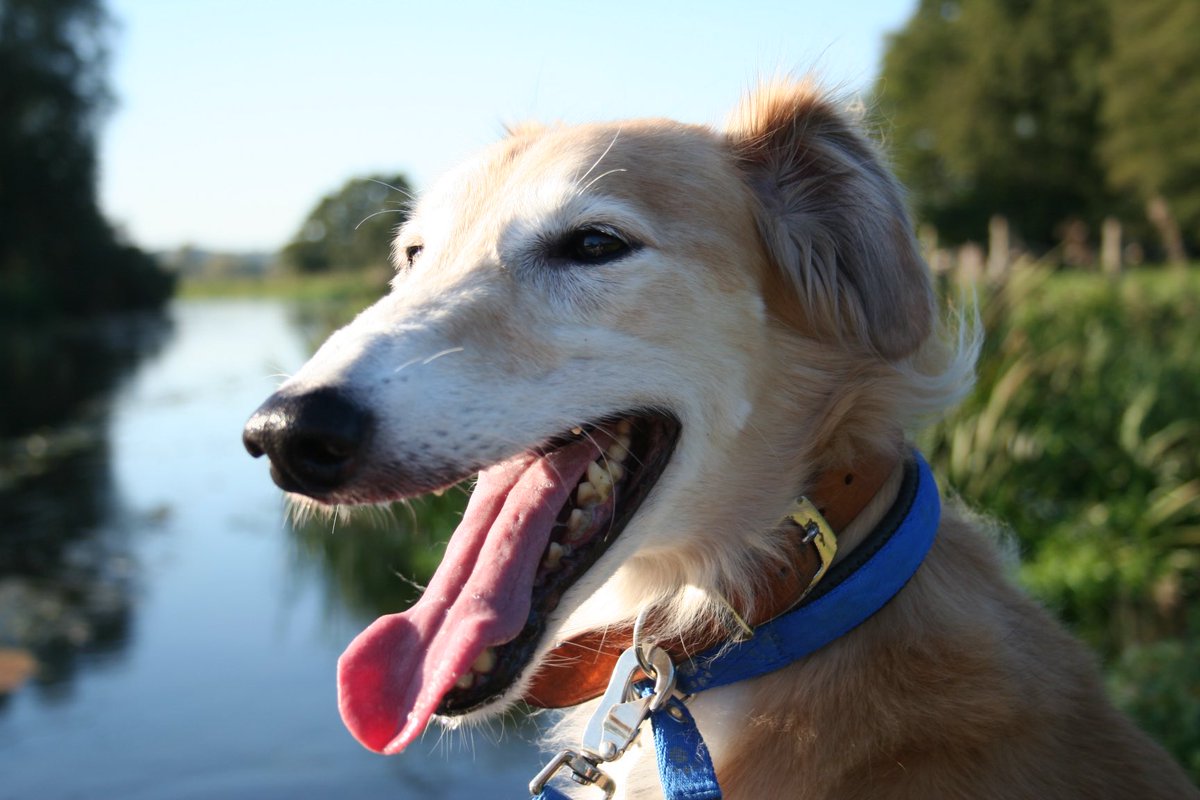 DogFriendly tweet media