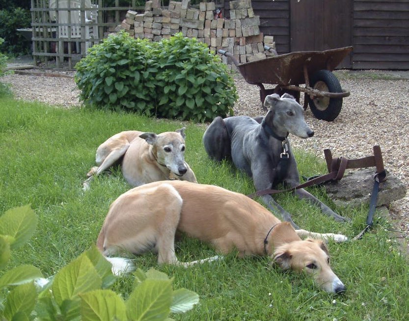 DogFriendly tweet media