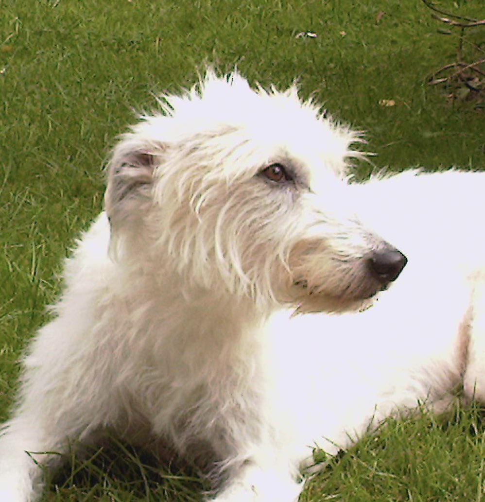 DogFriendly tweet media