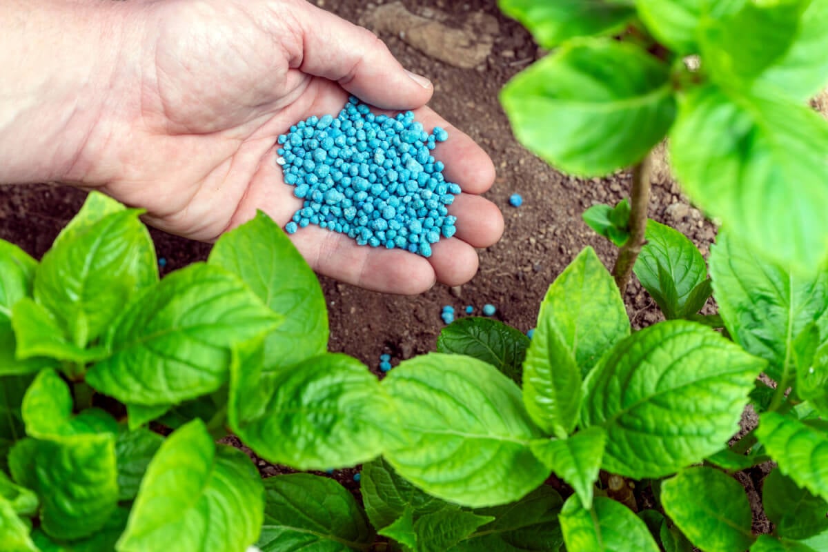 8 formas de añadir nitrógeno y fósforo a tus plantas de manera orgánica - profesionalespanama.net/Salud-y-Bienes…