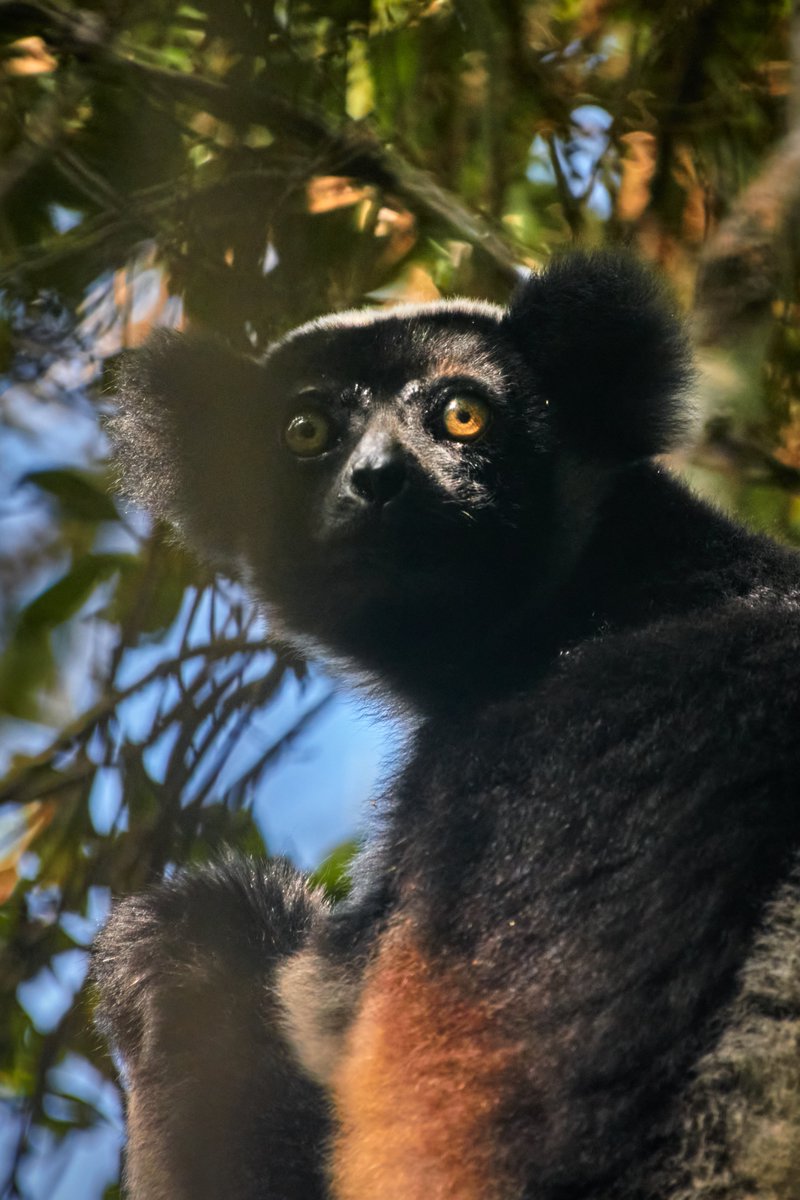 Indri is a diurnal tree-dweller related to the sifakas and, like all lemurs, it is native to Madagascar.
🐒Analamazaotra | Madagascar
#animals_illife #best_wild_planet #indri #animallovers #bownaankamal #wildlifeaddicts #lemurs #jawsafarica #madagascarwildlife #animalpolis