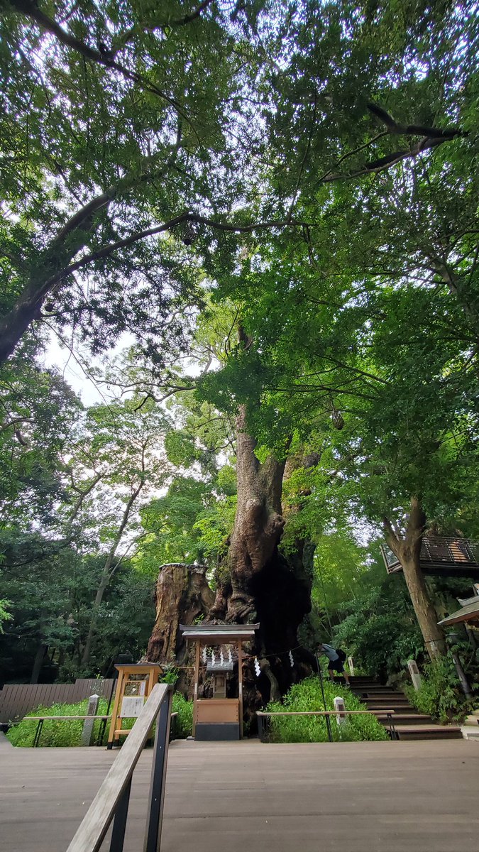 HIRIO_S's tweet photo. 久々の参拝
#来宮神社 https://t.co/rQh8PYtYp4