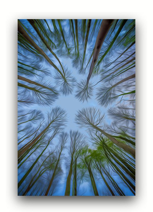 Good morning all. Hope you have a good Sunday

'Tree Canopy 5' from my Canopies collection to be.

#trees #treecanopy #canopy #photography #digitalmanipulation