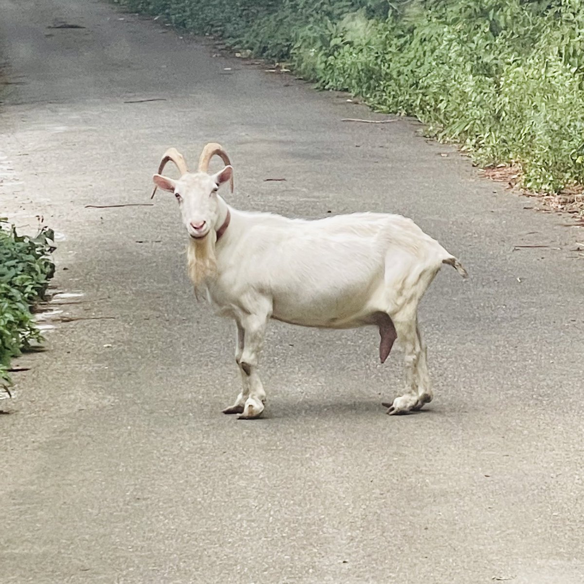 KUMEeeee's tweet photo. 道路の真ん中にヤギ🐐!?
╰⋃╯見ちゃイヤン❤️
#TheHunterCallOfTheWild #TheHunterCOTW
#JapanMap https://t.co/Lsxdw9DAkI