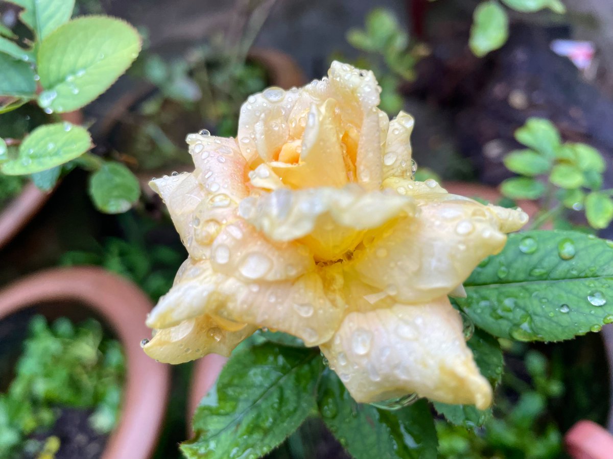 CanisPariah's tweet photo. One high centered bloom amidst heavy monsoon downpours !

Rosa Mellow Yellow 

#RoseTwitter #GardeningTwitter #MellowYellow #HybridTea #Minsoon https://t.co/lyNoNJrti6
