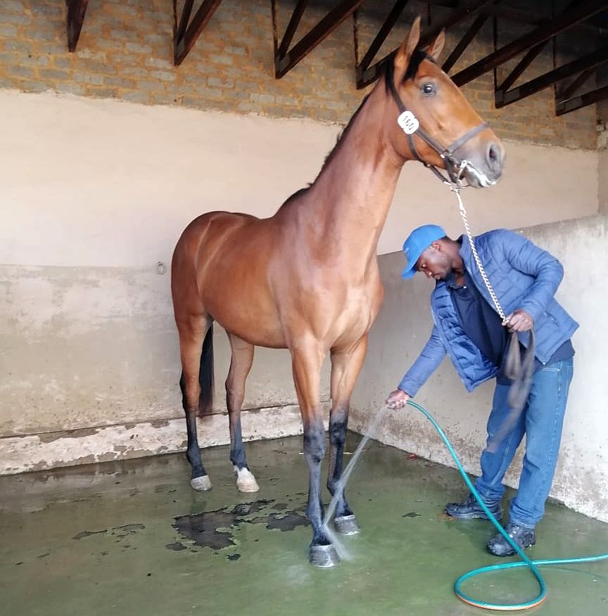 HevershamPark's tweet photo. Trainer Tony Peter bought Lot 7 Balerion from us on Saturday. Here is Balerion, frisky on the way to the auction ring. The other photo is of our smart two-year-old Isle Of Crete (Lot 160), getting a washdown. He is up for sale early during the second session, Sunday. #heversham https://t.co/r4rLO3Nkgl