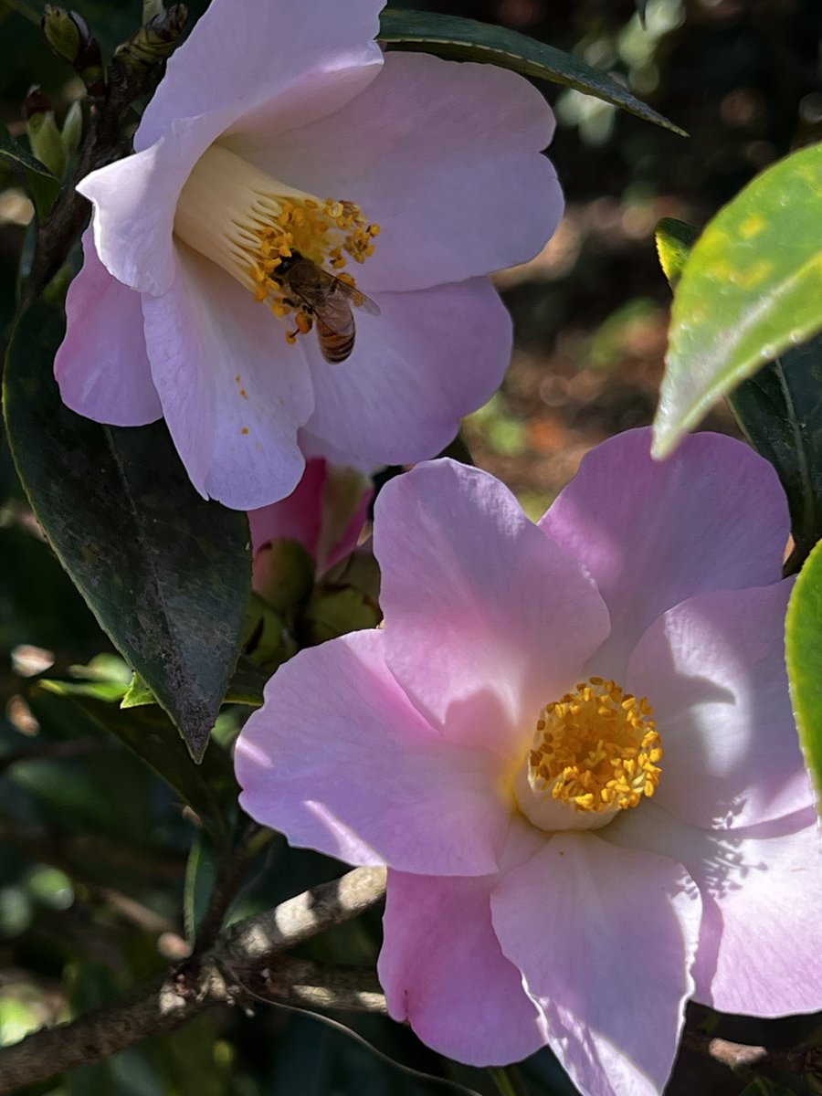 Fatemeh (@drmoheimani) on Twitter photo 