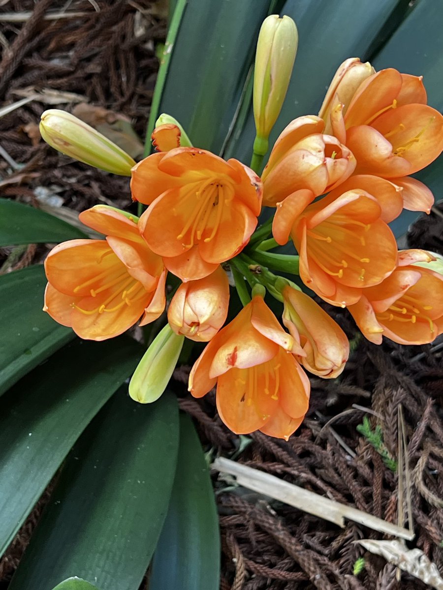 Fatemeh (@drmoheimani) on Twitter photo 