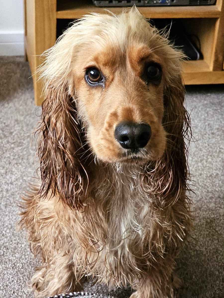 Mam, can I have a biscuit for #InternationalDogDay ....
That was yesterday, so no, you can't.

But Mam, you said every day is dog day in our house plus I'm a bit soggy & chilly....
OK,  just 1.

😜 works every time.... #sundayvibes
#rainingagain #lovebiscuits #dogsoftwitter