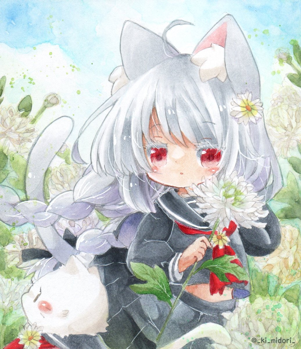 「白菊」|きい(きみどり)のイラスト