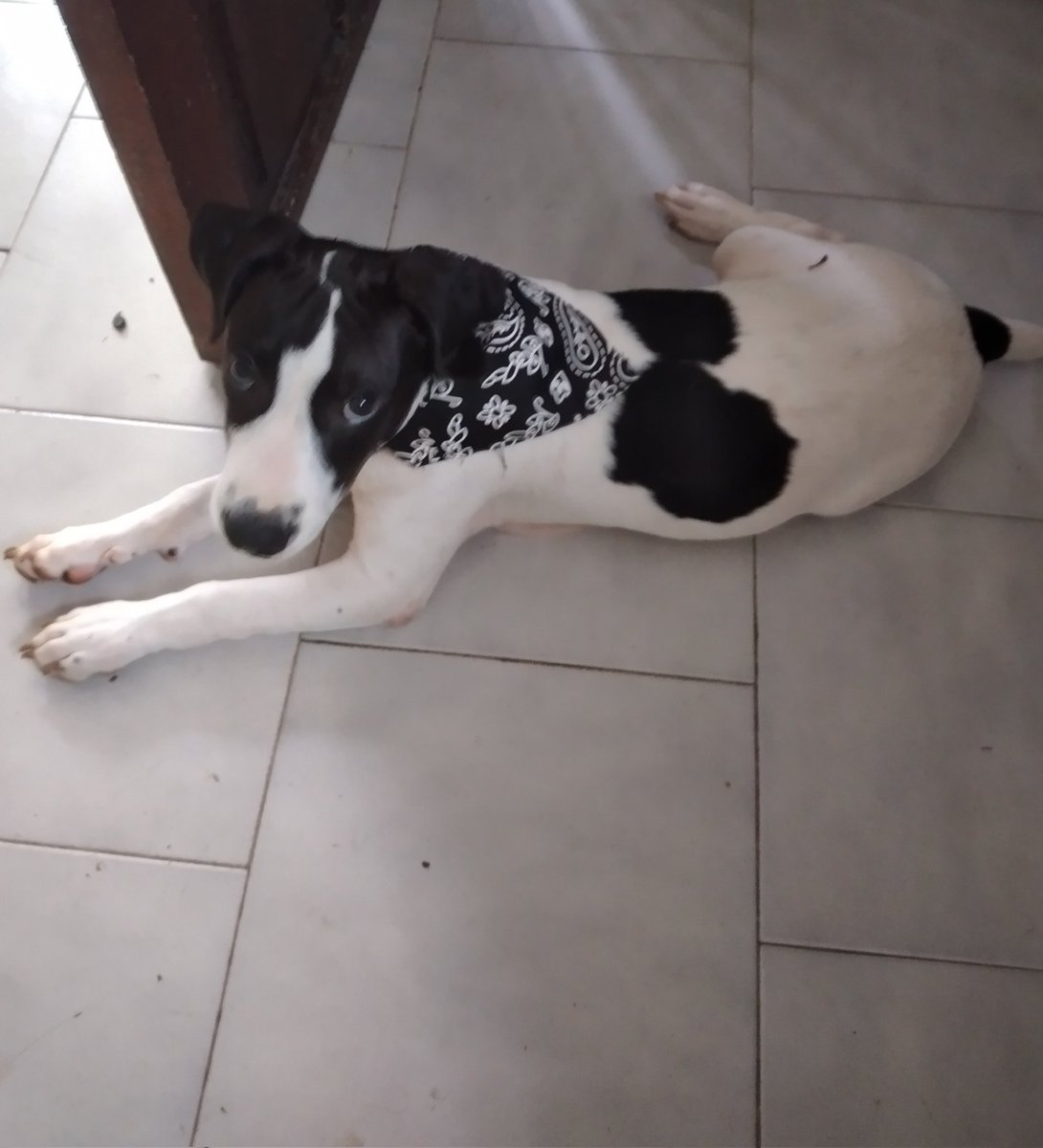 19MxM94's tweet photo. @OverwatchFR On dirait que t'as un copain Murphy ! Voici Bélè, mon labrador croisé chien créole 🐶🐕‍🦺 https://t.co/69bwg4jVwV