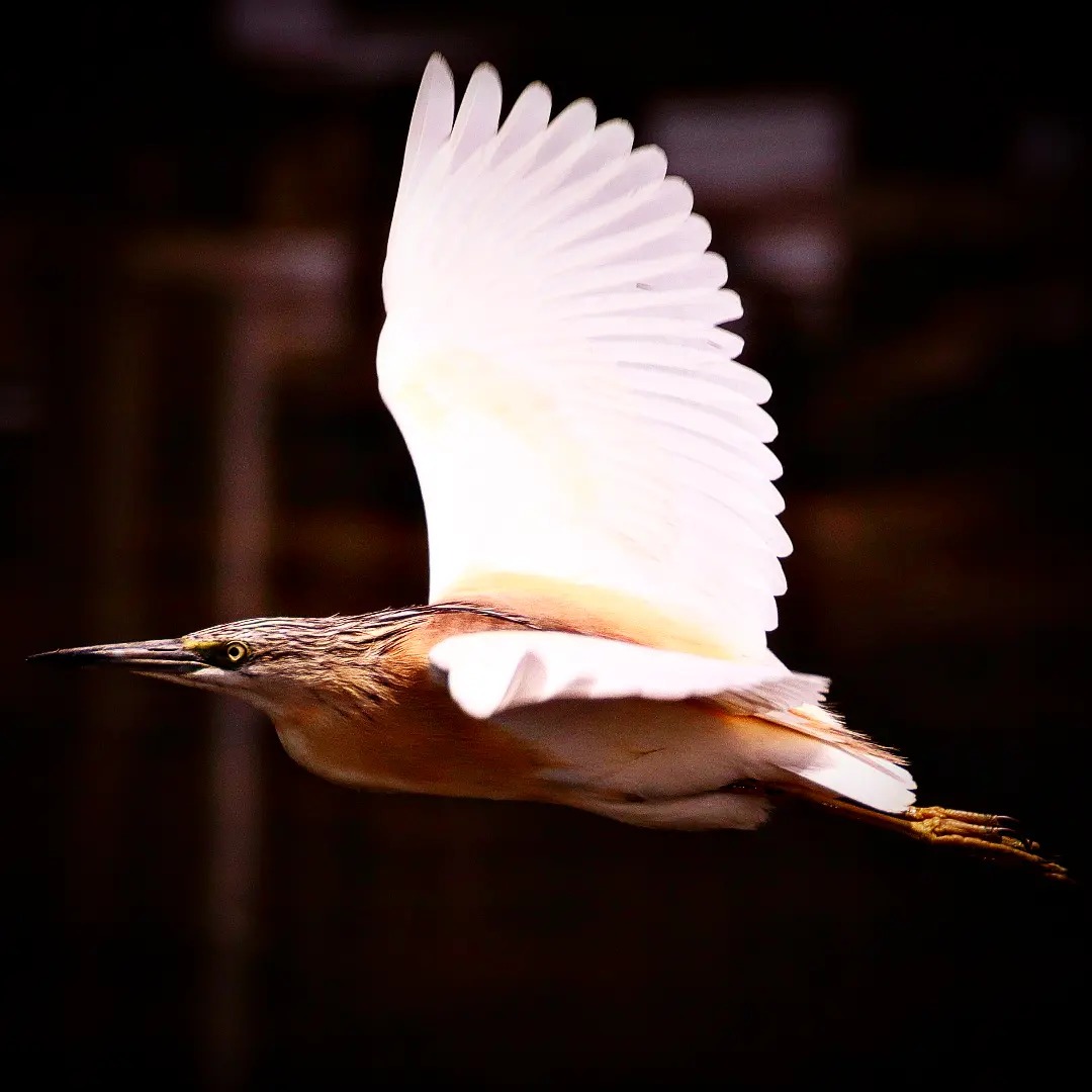 AlperJulian's tweet photo. #wildlifephotography #naturephotography #heron #israel #photography #photooftheday #birds #birdphotography #birdmigration #wildlife #birdwatching #hula #hulavalley #squacco #squaccoheron

Squacco Heron in flight at Hula Valley https://t.co/stMz7pMBGn