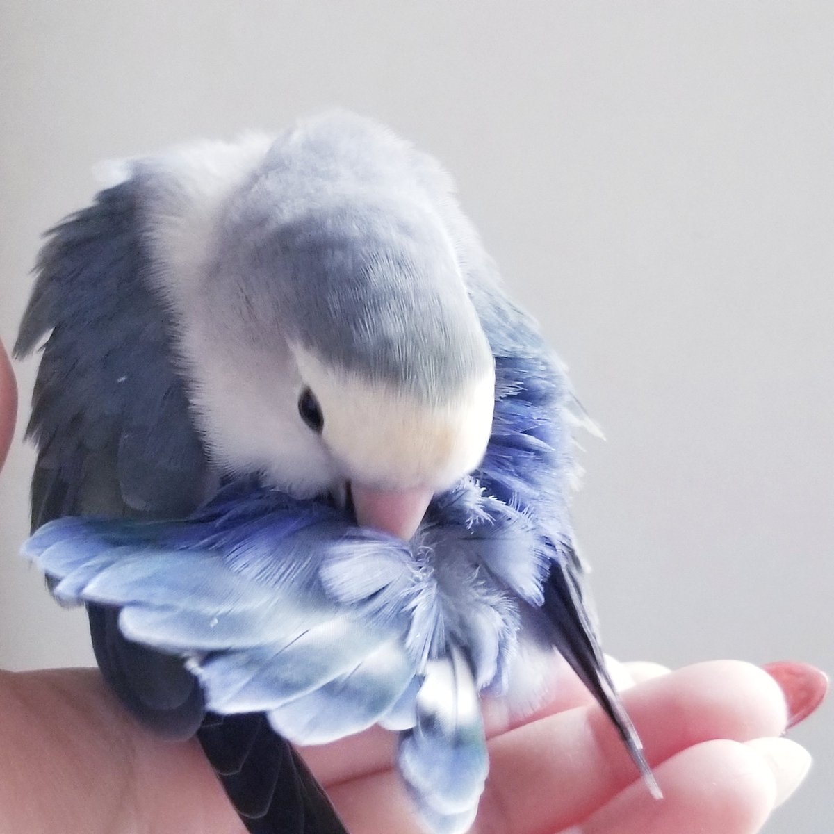 美し鳥