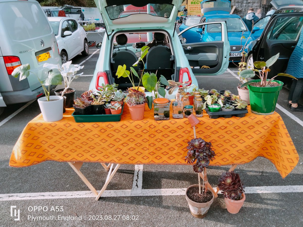 TheMossBall's tweet photo. Check out my friends that are on sale at #StuartRoad #carboot in #Plymouth If you want a #Marimo #Mossball as a pet you know where it's at! #marimomossball #loveplant #algae #plantgift #houseplantsofinstagram #plantsofinstagram  #plantsale #favouriteplant #houseplants https://t.co/ytt5CgvQpS