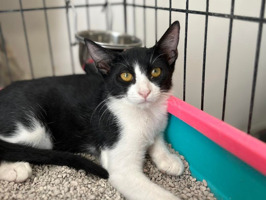 Necesitohogares's tweet photo. Nadie pregunta por Caby y esta semana que entra se queda solo 😕 tiene 3 meses y es un gatito que le encanta jugar y las caricias aunque al principio es tímido ☺️ pero enseguida pide mimos 😌 te animas a darle la oportunidad? Está en valencia 617575548 solo Wasap https://t.co/DP6ZuRiz3Q