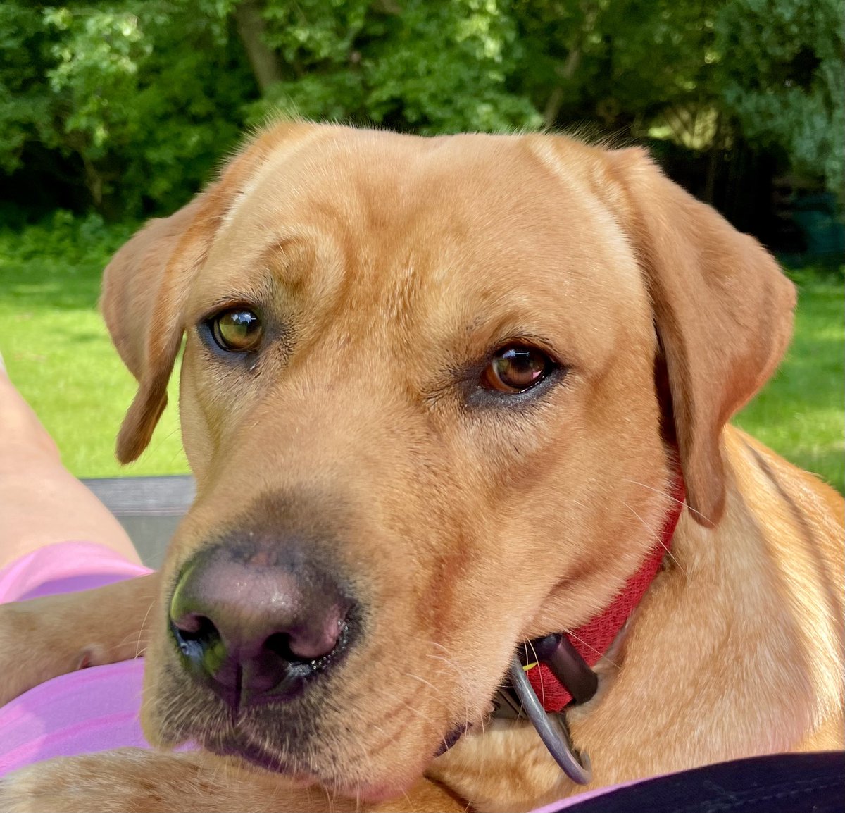 Happy  #InternationalDogDay to my crazy lap dog!