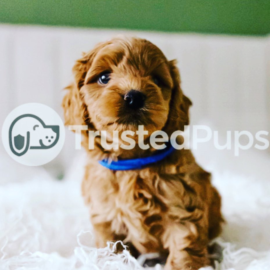 TrustedPups's tweet photo. Adorable Cockapoo Puppies on Trusted Pups: Your Perfect Furry Companion Awaits 🐶🏡 

Breeder: Amanda Hemmings

#PuppiesForSale #CockapooLove
#CockapooPuppy #TrustedPups https://t.co/HXgHC3zykN