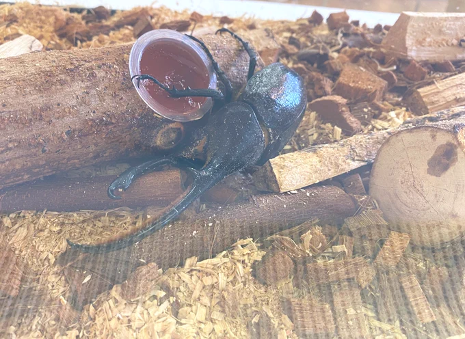 今日は息子を連れてカブトムシ見てきましたヘラクレスもいいけどネプチューンがかっこよい 
