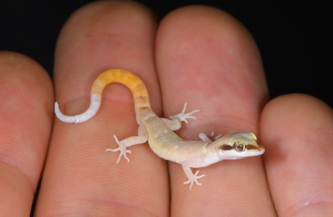 While hibernation in mammals and insects is well-studied, reptile brumation remains a mystery. Our new study delves into the metabolic intricacies of this process
besjournals.onlinelibrary.wiley.com/doi/epdf/10.11…