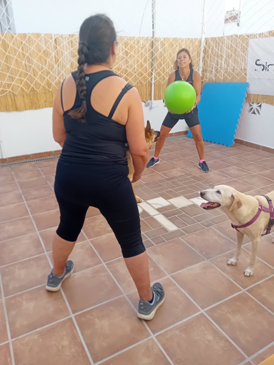 Sincrobox's tweet photo. Empezamos el #domingo muy bien acompañad@s en nuestro entreno sincroboxero de nuestros amigos 🐶🐶🐶👏🏻👏🏻👏🏻👏🏻
.
.
.
#entrenacontuperro #entrenacontumascota #animalesdecompañía #entrenarduro #sincroboxnow https://t.co/rwd9yGrEF6
