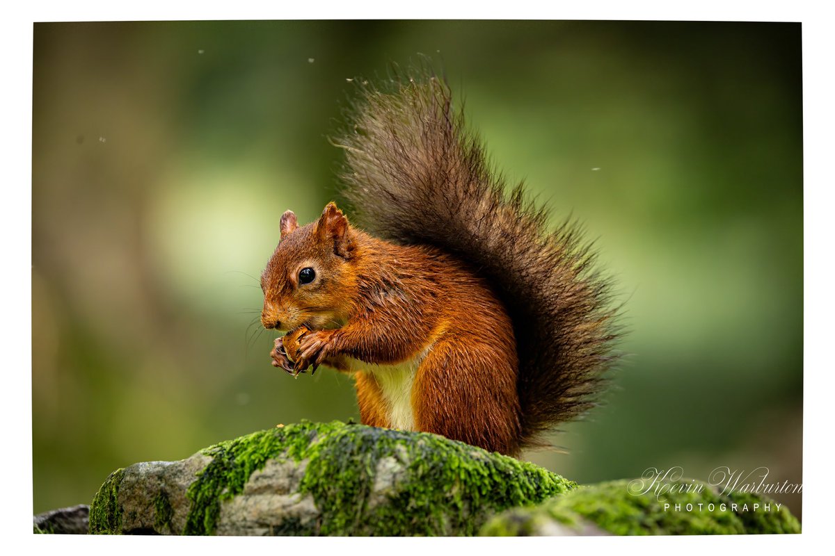 kevinspictures's tweet photo. Had a fantastic day with @day_bint Photography when we visited @FowliePaul Red Squirrel hides. #redsquirrel #redsquirrelsofinstagram #TwitterNatureCommunity #uk #NaturePhotography #naturephotography #wildlifephotography #wildlife #ukwildlife #nature #ukwildlifeimages https://t.co/ACuracWpWn