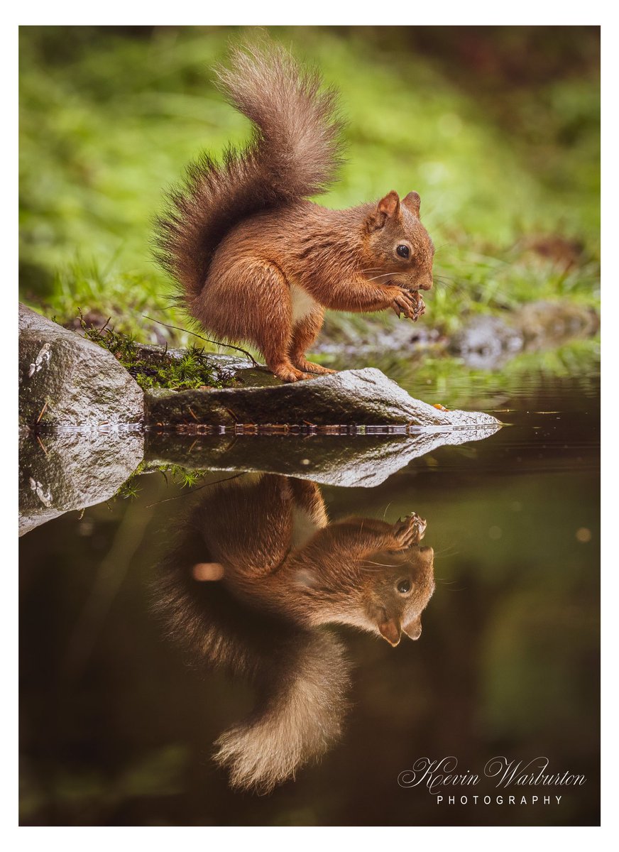 kevinspictures's tweet photo. Had a fantastic day with @day_bint Photography when we visited @FowliePaul Red Squirrel hides. #redsquirrel #redsquirrelsofinstagram #TwitterNatureCommunity #uk #NaturePhotography #naturephotography #wildlifephotography #wildlife #ukwildlife #nature #ukwildlifeimages https://t.co/ACuracWpWn