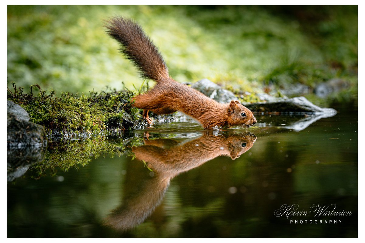 kevinspictures's tweet photo. Had a fantastic day with @day_bint Photography when we visited @FowliePaul Red Squirrel hides. #redsquirrel #redsquirrelsofinstagram #TwitterNatureCommunity #uk #NaturePhotography #naturephotography #wildlifephotography #wildlife #ukwildlife #nature #ukwildlifeimages https://t.co/ACuracWpWn