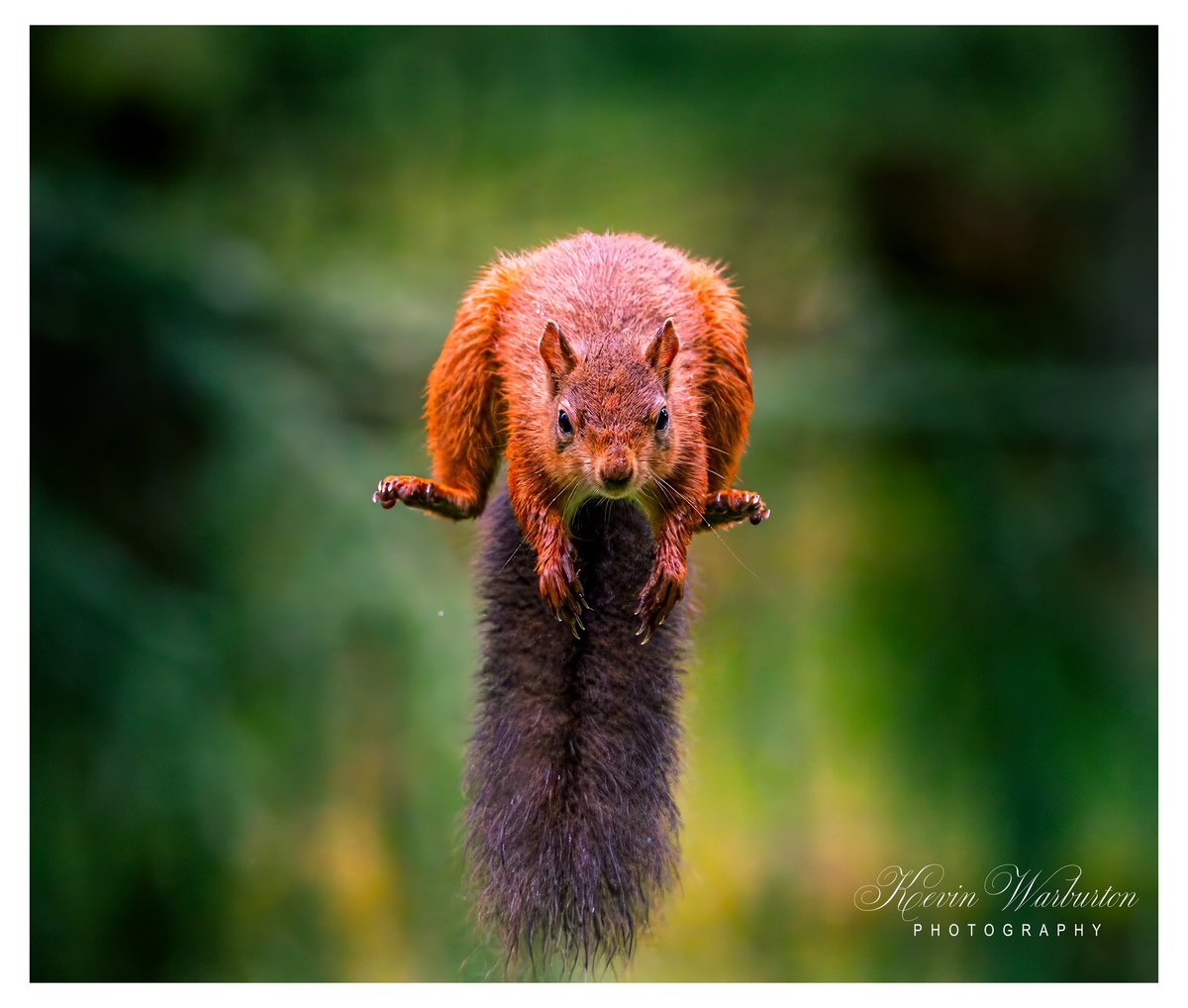 kevinspictures's tweet photo. Had a fantastic day with @day_bint Photography when we visited @FowliePaul Red Squirrel hides. #redsquirrel #redsquirrelsofinstagram #TwitterNatureCommunity #uk #NaturePhotography #naturephotography #wildlifephotography #wildlife #ukwildlife #nature #ukwildlifeimages https://t.co/ACuracWpWn
