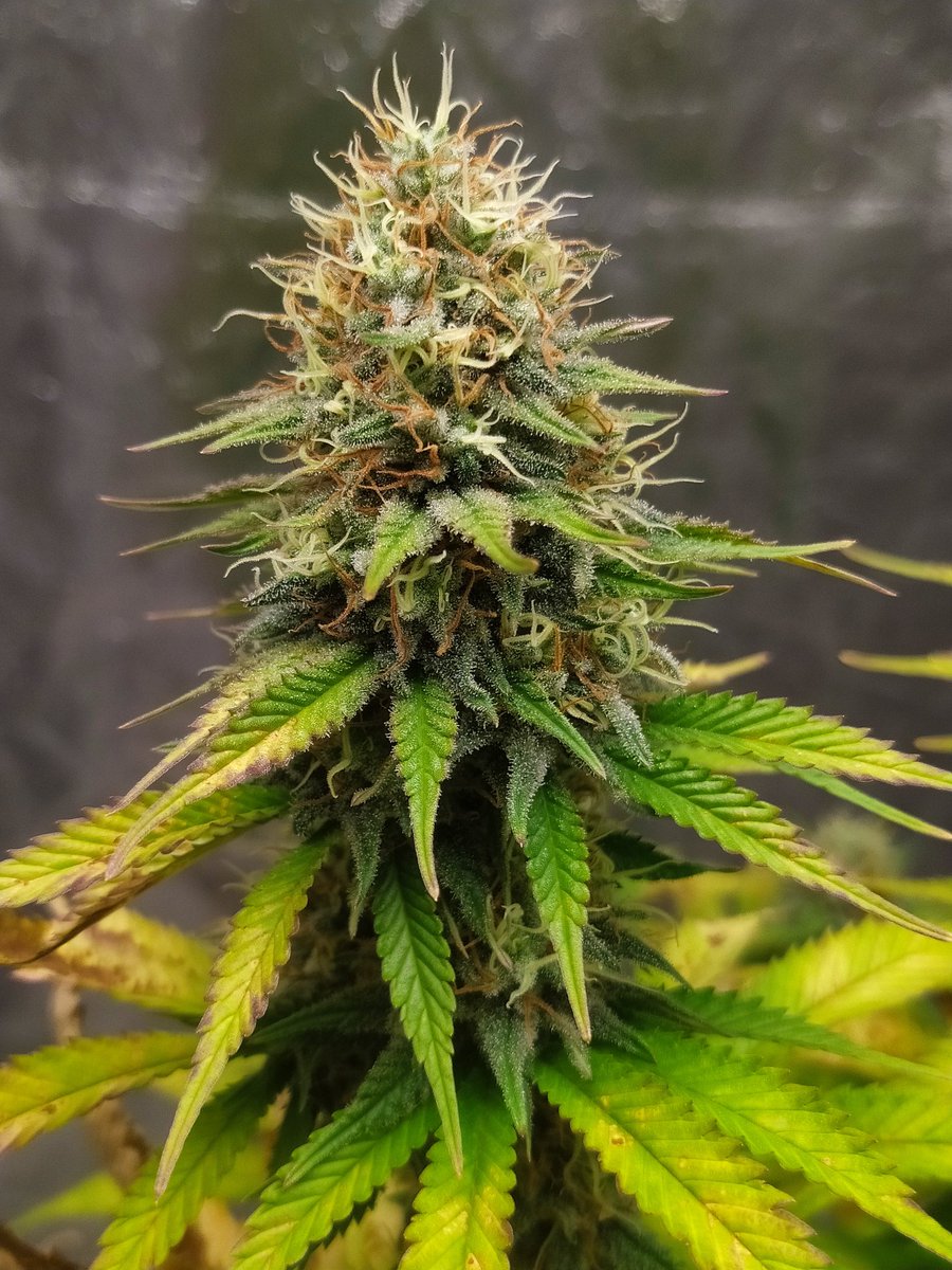 StephandjoG's tweet photo. Sweet Skunk Fast Ver. from @sweetseeds_es 
End is close for that top strain 👌 https://t.co/yQXXFpjBrW