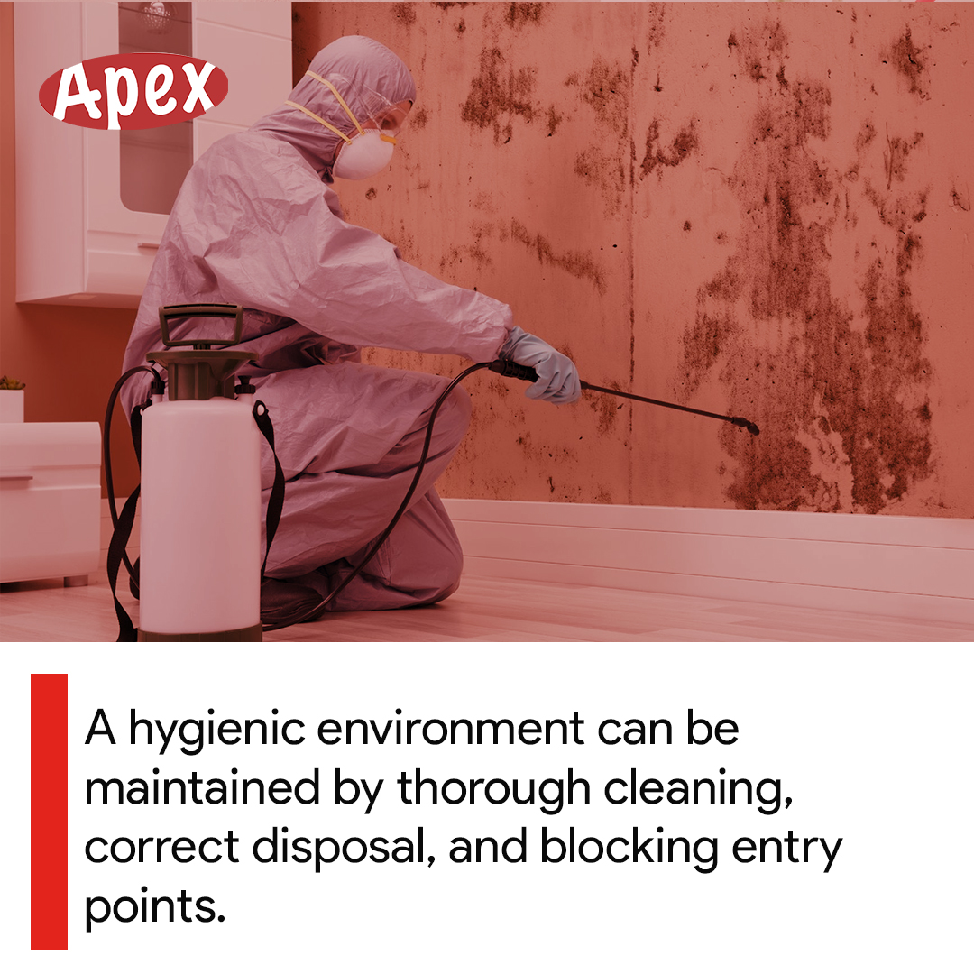 ApexTradeSolu's tweet image. Pest droppings carry bacteria and can contaminate surfaces and food preparation areas. 
Thorough cleaning, proper disposal, and sealing entry points help prevent pest-related contamination.
Give us a call at 0203 3765 844. 

#APEXTradeSolutions #PestFreeLiving #SanitaryPractices