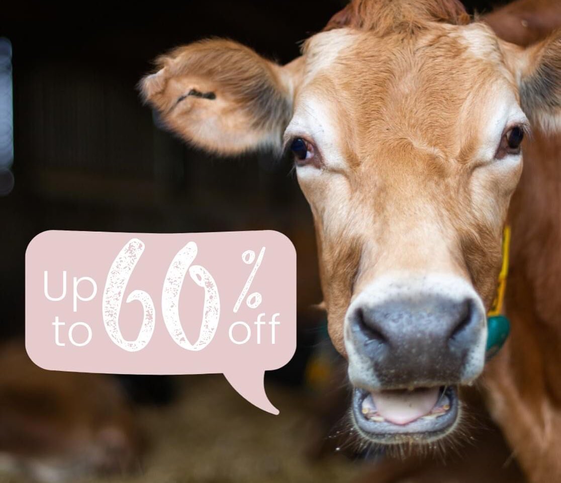 SALE ENDS THURSDAY! Get up to 60% off our character full cows, from oven gloves to limited edition prints. Highlands to Holsteins!

laurenscows.com/c/artwork/spec…

#sale #cowart #laurenscows #highlandcattle #holsteincattle