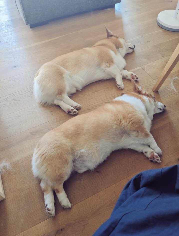 My besties, Cowboy and Clementine 💕 #InternationalDogDay #corgi #corgicrew