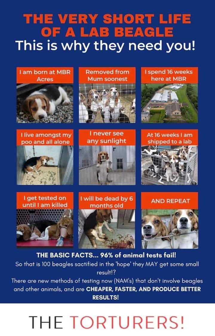 #NationalDogDay 
#pocketbeagle #lemonbeagle #beagle #dogsoftwitter #dogsofX #nationaldogday #DogsOfTwitter #SaveThemAll #banlabtestingonbeaglesuk #untileverycageisempty