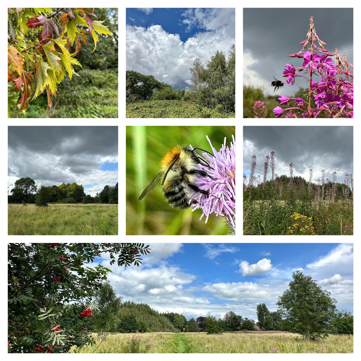 Photos from yday in <a href="/ryebankfields/">Save RyeBank Fields 🍃💚🍃</a> - 12 acres of beautiful wild land in #chorlton #Manchester under threat from developers. All seasons in one day. #365dayswild #nature #therapy #outdoors #mentalhealth #health #NaturePhotograhpy #Mindfulness #Weather #saveryebankfields 🐝