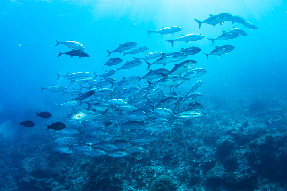 deepbluetw's tweet photo. この３日間の様子、魚群の様子はもう秋到来の雰囲気、あとはトビエイが加わってくれれば最高です。 https://t.co/nOTFPDF2Ca