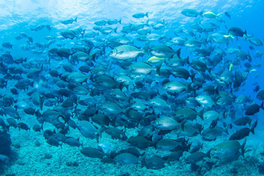 deepbluetw's tweet photo. この３日間の様子、魚群の様子はもう秋到来の雰囲気、あとはトビエイが加わってくれれば最高です。 https://t.co/nOTFPDF2Ca