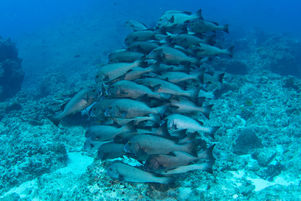 deepbluetw's tweet photo. この３日間の様子、魚群の様子はもう秋到来の雰囲気、あとはトビエイが加わってくれれば最高です。 https://t.co/nOTFPDF2Ca