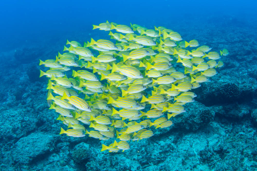 deepbluetw's tweet photo. この３日間の様子、魚群の様子はもう秋到来の雰囲気、あとはトビエイが加わってくれれば最高です。 https://t.co/nOTFPDF2Ca