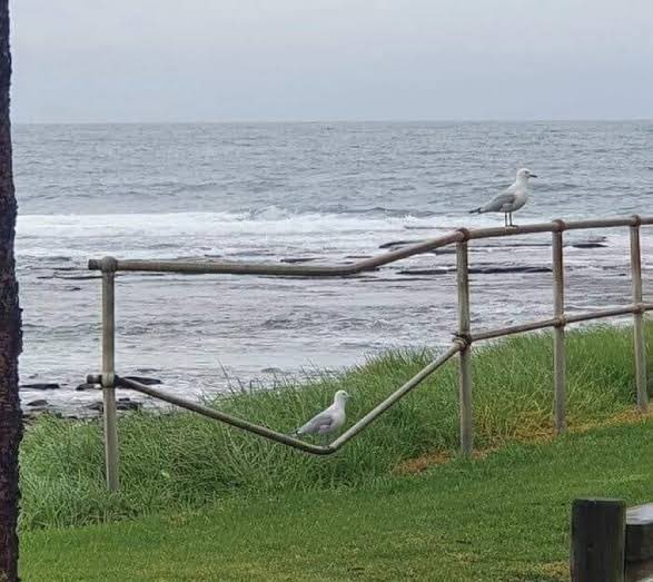 i thought you were smarter than that <a href="/clairlemon/">Claire Lehmann</a>.

here’s an extremely heavy bird for you: