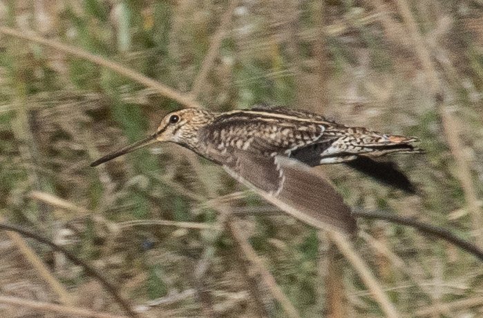 They're back!

Shout out to rawshorty for submitting the first sighting of a returned Latham's Snipe for the 2023-24 season at the @JerraWetlands yesterday: canberra.naturemapr.org/sightings/4505…

#NatureMapr #citizenscience #birdwatching #birdphotography #AustralianOwned