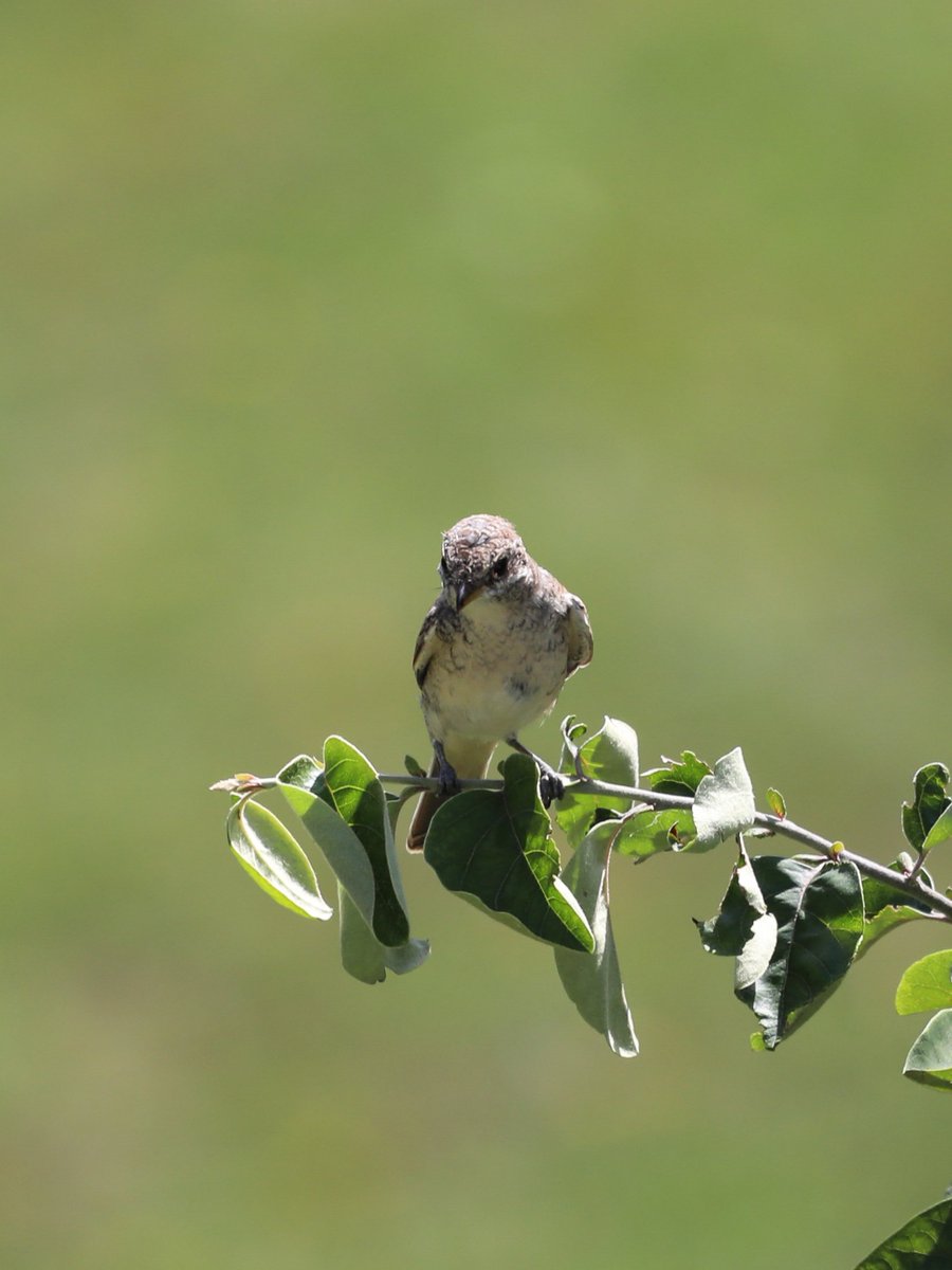 GenBWild's tweet photo. One of the juveniles, just can't stop watching this gorgeous family 😍.
#redbackedshrike #montenegro https://t.co/B7IzRZ9roI