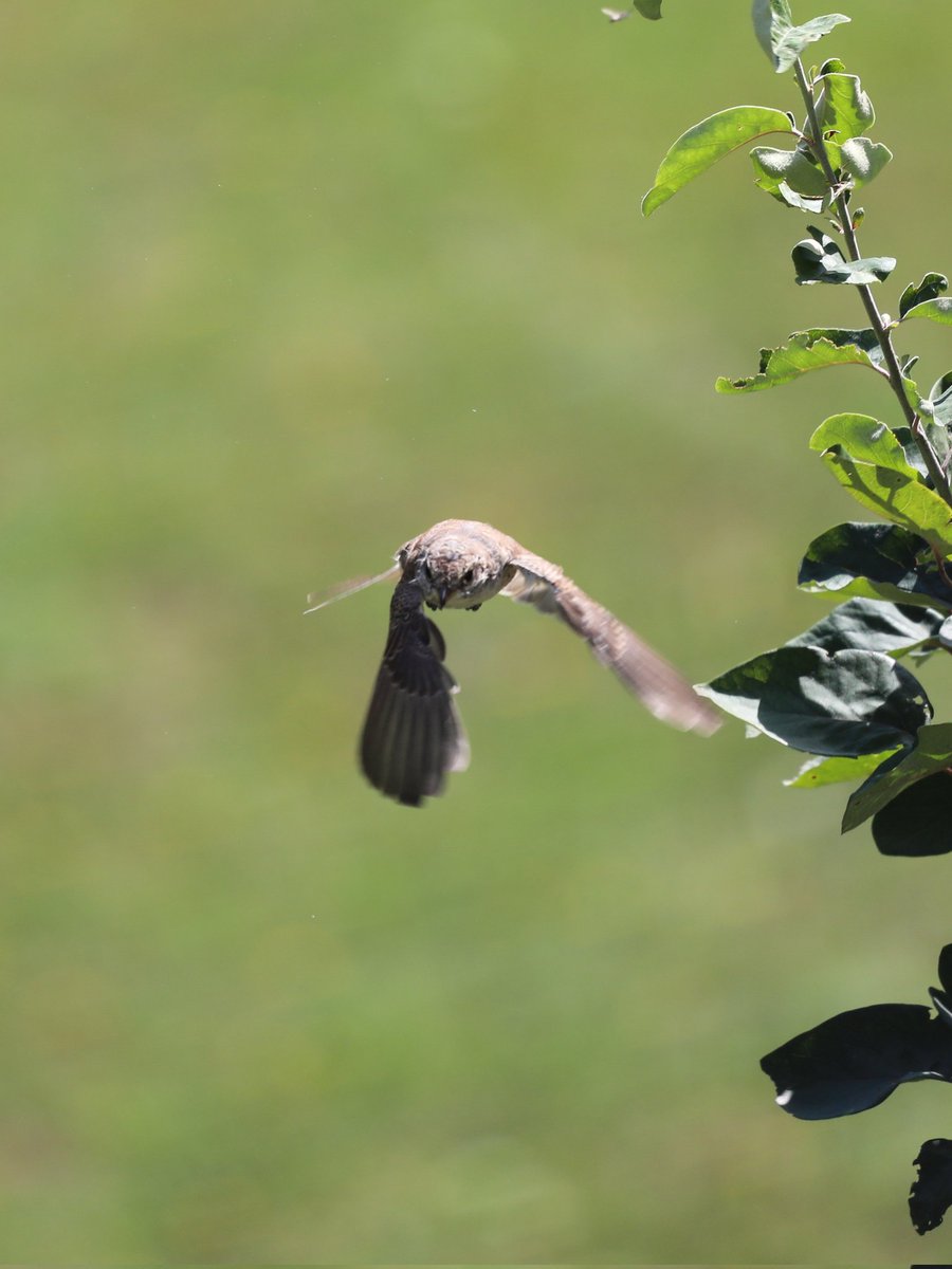 GenBWild's tweet photo. One of the juveniles, just can't stop watching this gorgeous family 😍.
#redbackedshrike #montenegro https://t.co/B7IzRZ9roI