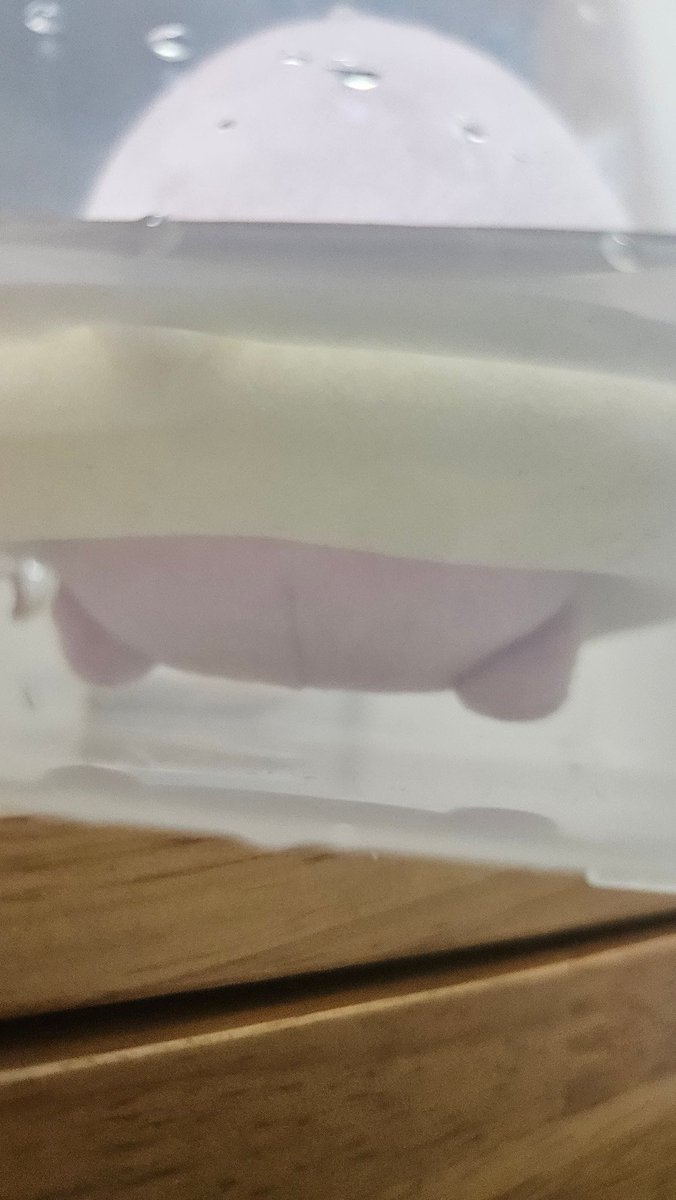 하찮다...귀엽네