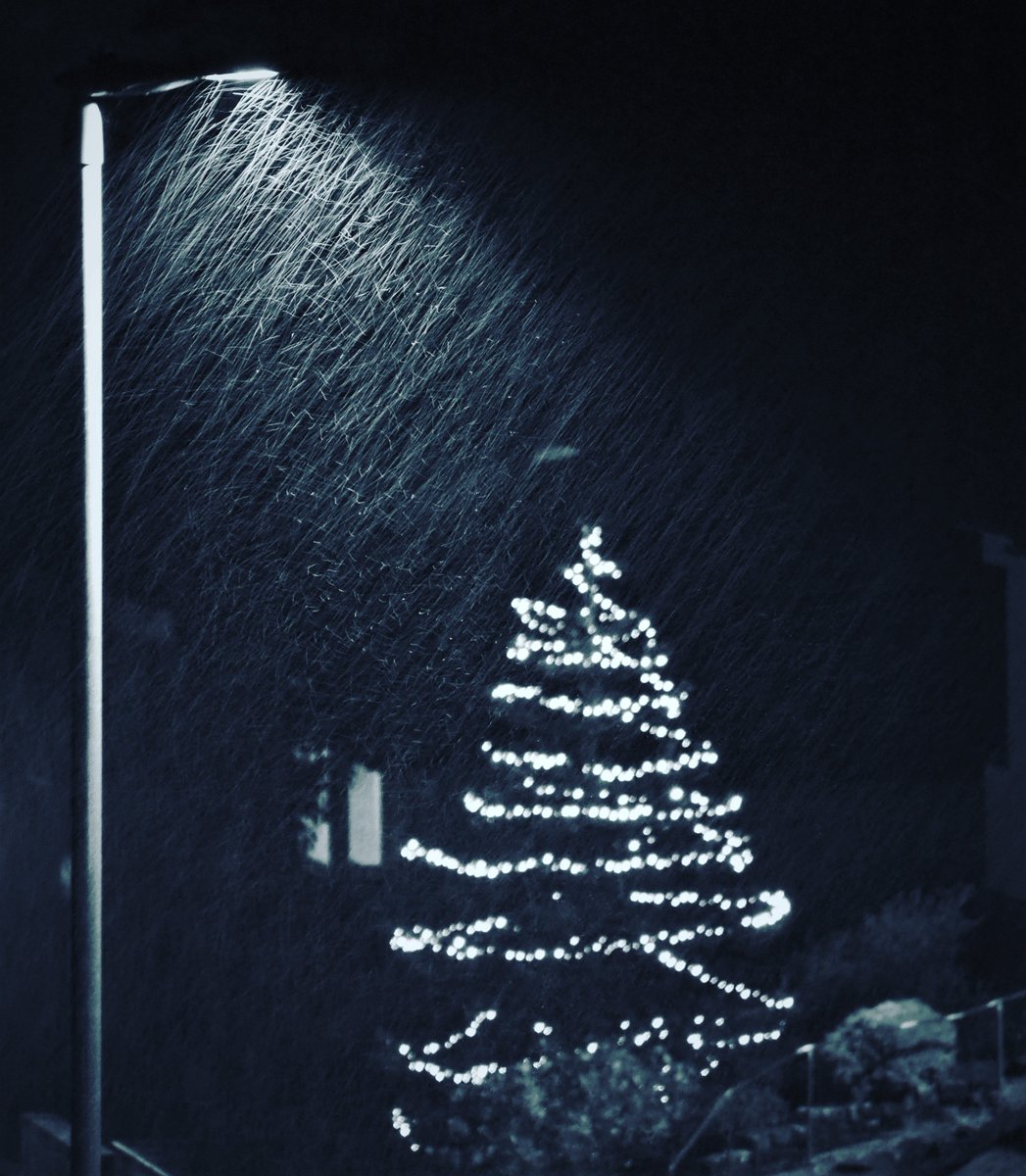 StephenAHenry's tweet photo. Here's another from the archives - it was snowing and the street light was highlighting the sheer volume of snow falling
Deepest apologies for using the 'C' word, however in my defence it is four months away!
#Lamppost #Snowing #MonkeyPuzzleTree #ChristmasLights #Christmas2023 https://t.co/Q6t7ePcDiR