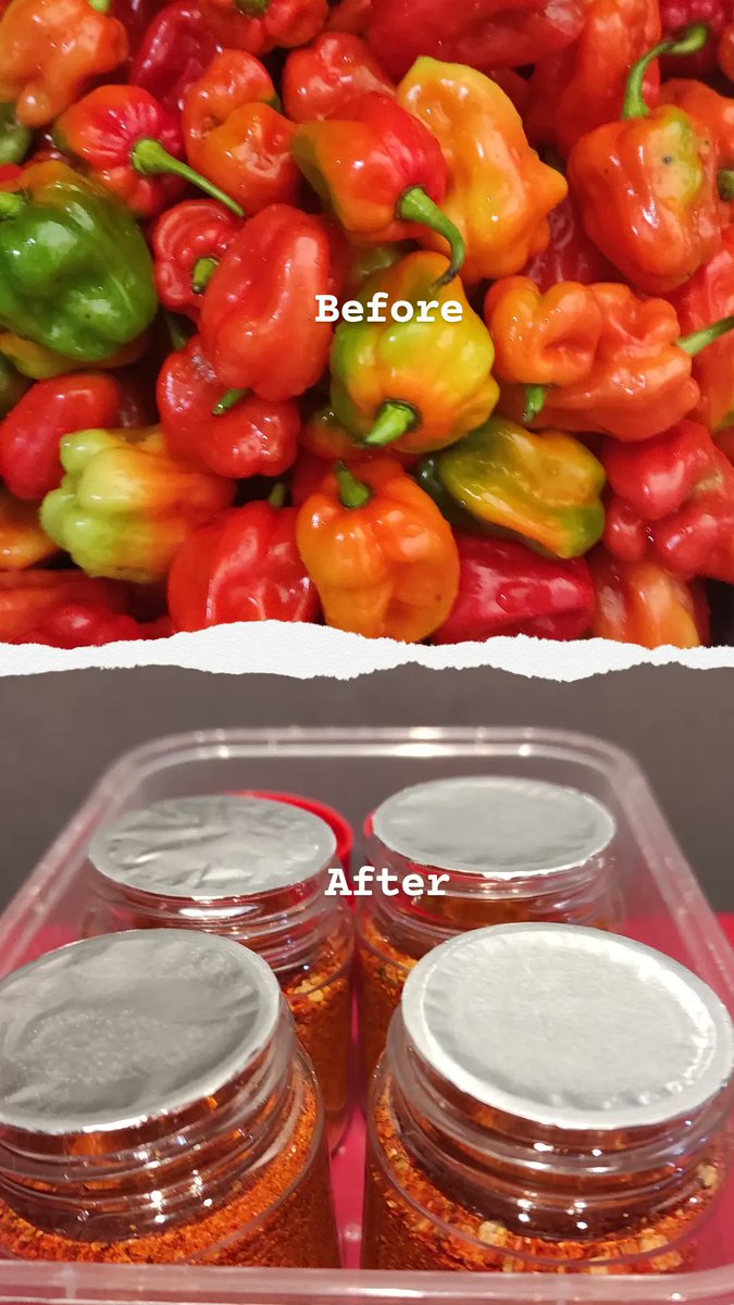 😎 🫑🌶 Katokkon Chili