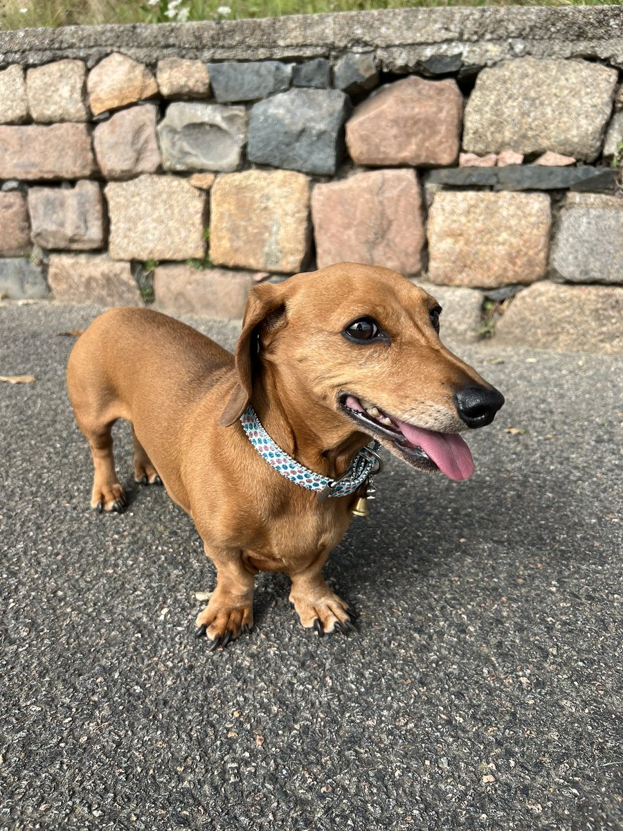 SabatierDog's tweet photo. Couscous rocking her new diamanté collar 

💎🌭🐶 https://t.co/lYVsnbMDVa