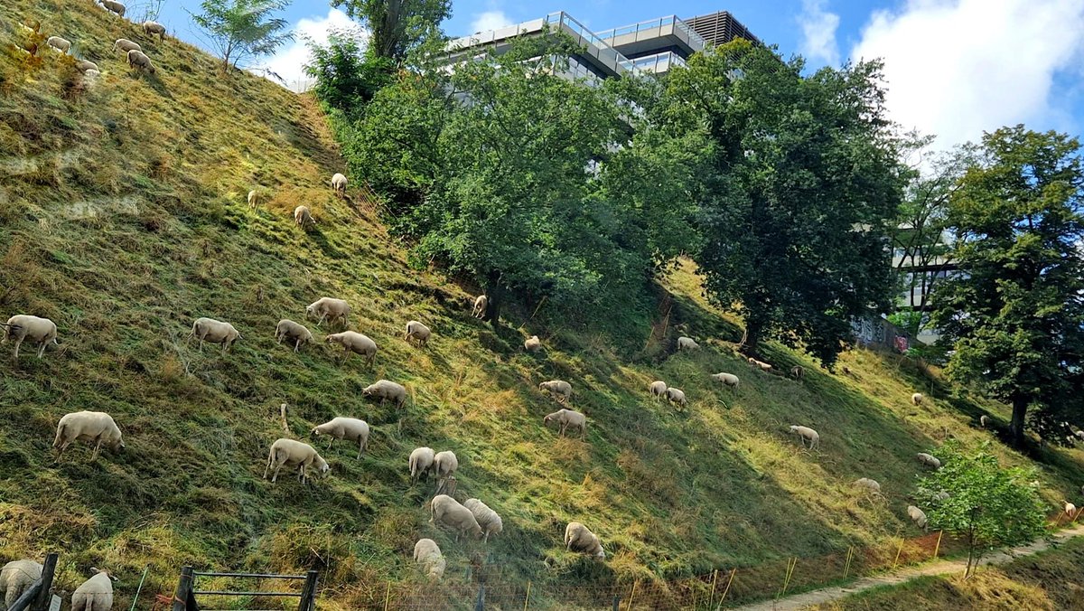 hansvanmeteren's tweet photo. Van Rijkje van Schaik ©

Dit is niet de Posbank.
Als je 300 meter doorloopt ben je hartje stad.
#Nijmegen https://t.co/Z8ph4IxDON