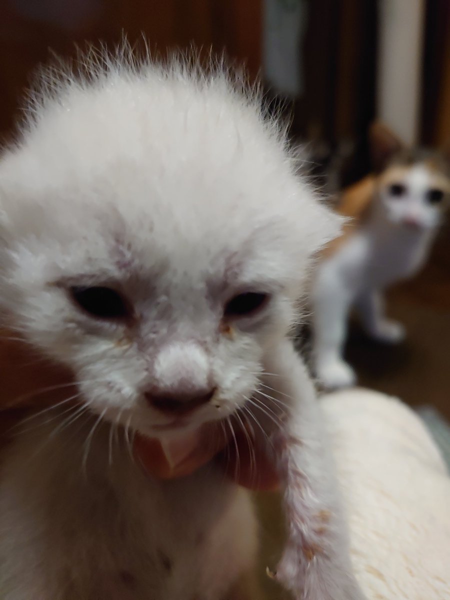 コハクちゃん。お目々が開きました‼️ミルクも10ccから少し増えてしっかり飲んでくれます。後ろで見ているのは安寿ちゃん🤭