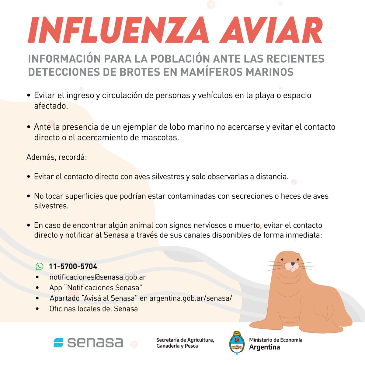 🚨 Alerta sanitaria por influenza aviar. Recomendaciones:
⚠️ No acercarse a lobos marinos que aparezcan en la costa, vivo o muertos
⚠️ No llevar mascotas a la plata
⚠️ En Chubut se encuentra suspendido el buceo con lobos y el kayak en zonas aledañas a colonias